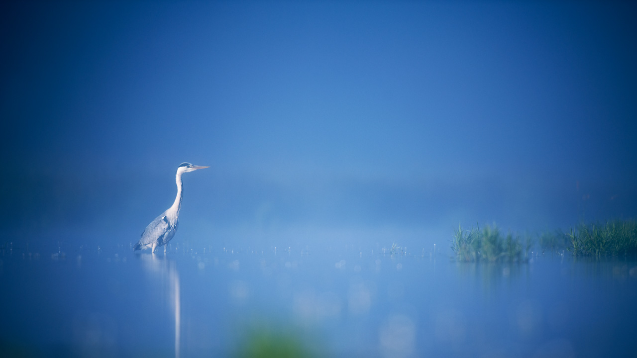 Héron cendré sur un étang et dans la brume du matin en Dombes. Photo par Amar Guillen, photographe.