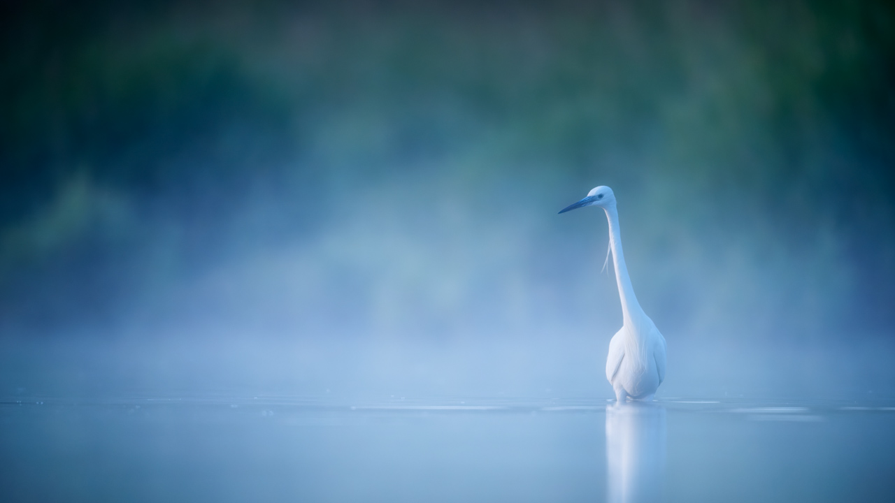 Aigrette garzette sur un étang et dans la brume du matin en Dombes. Photo par Amar Guillen, photographe.