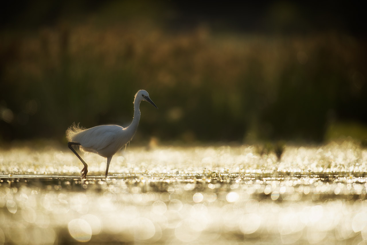 Aigrette garzette sur un étang et dans la brume du matin en Dombes. Photo par Amar Guillen, photographe.