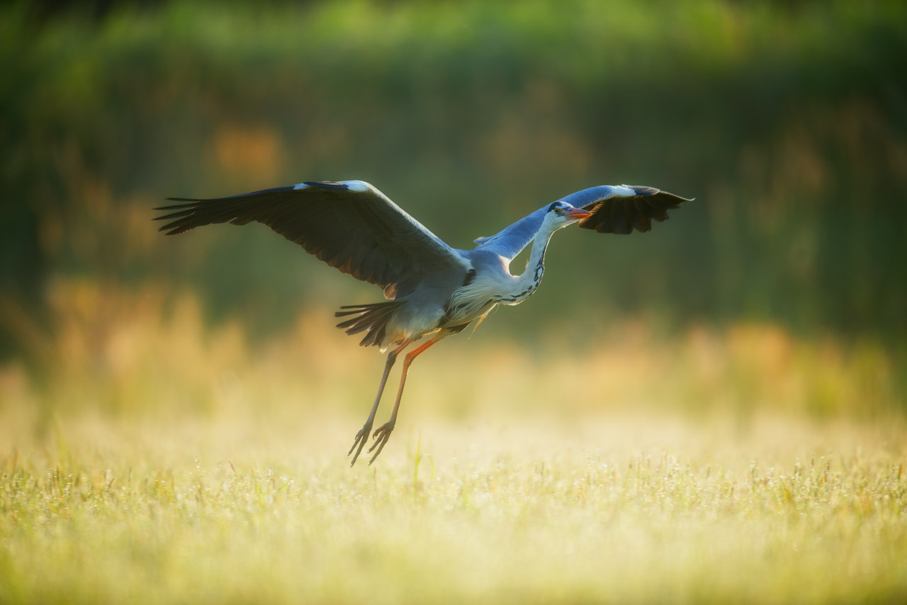 Héron cendré sur un étang en Dombes. Photo par Amar Guillen, photographe.