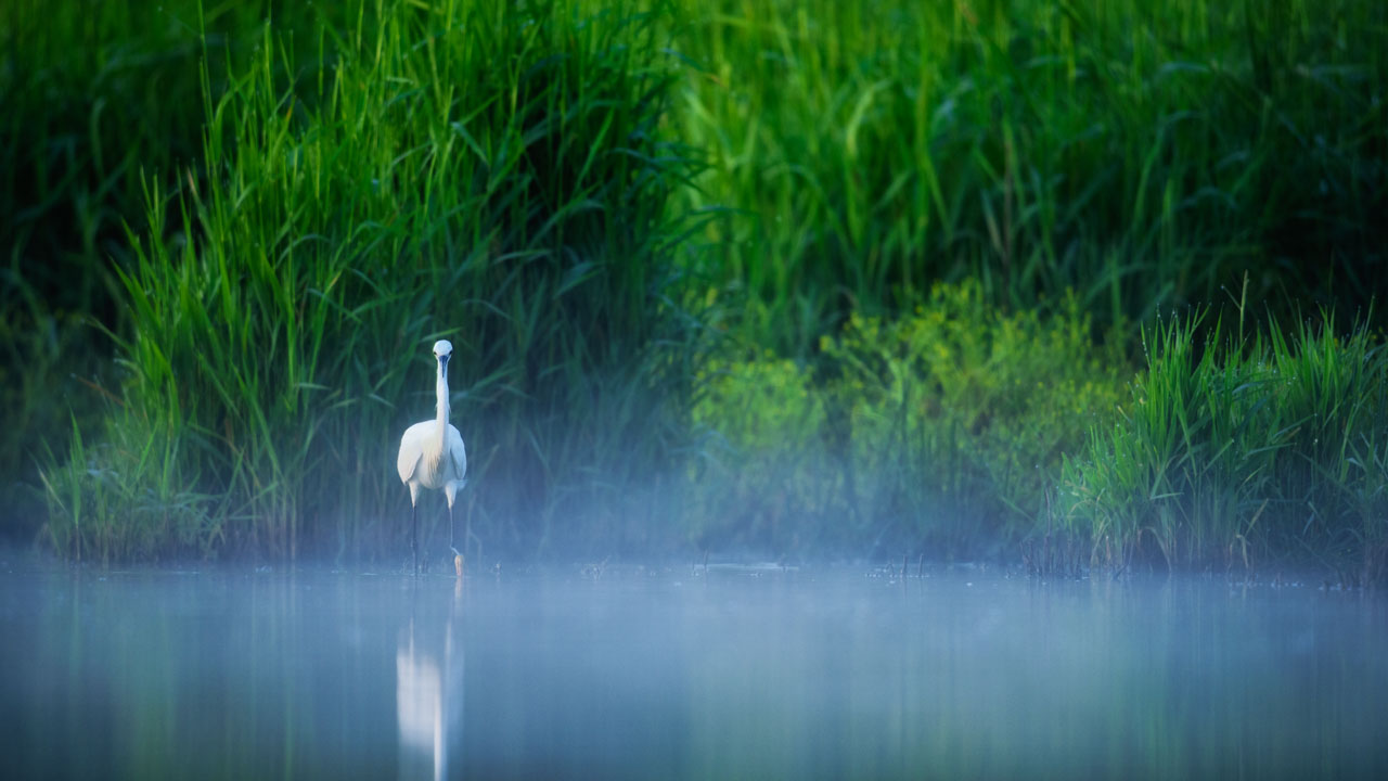 Aigrette garzette sur un étang en Dombes. Photo par Amar Guillen, photographe.