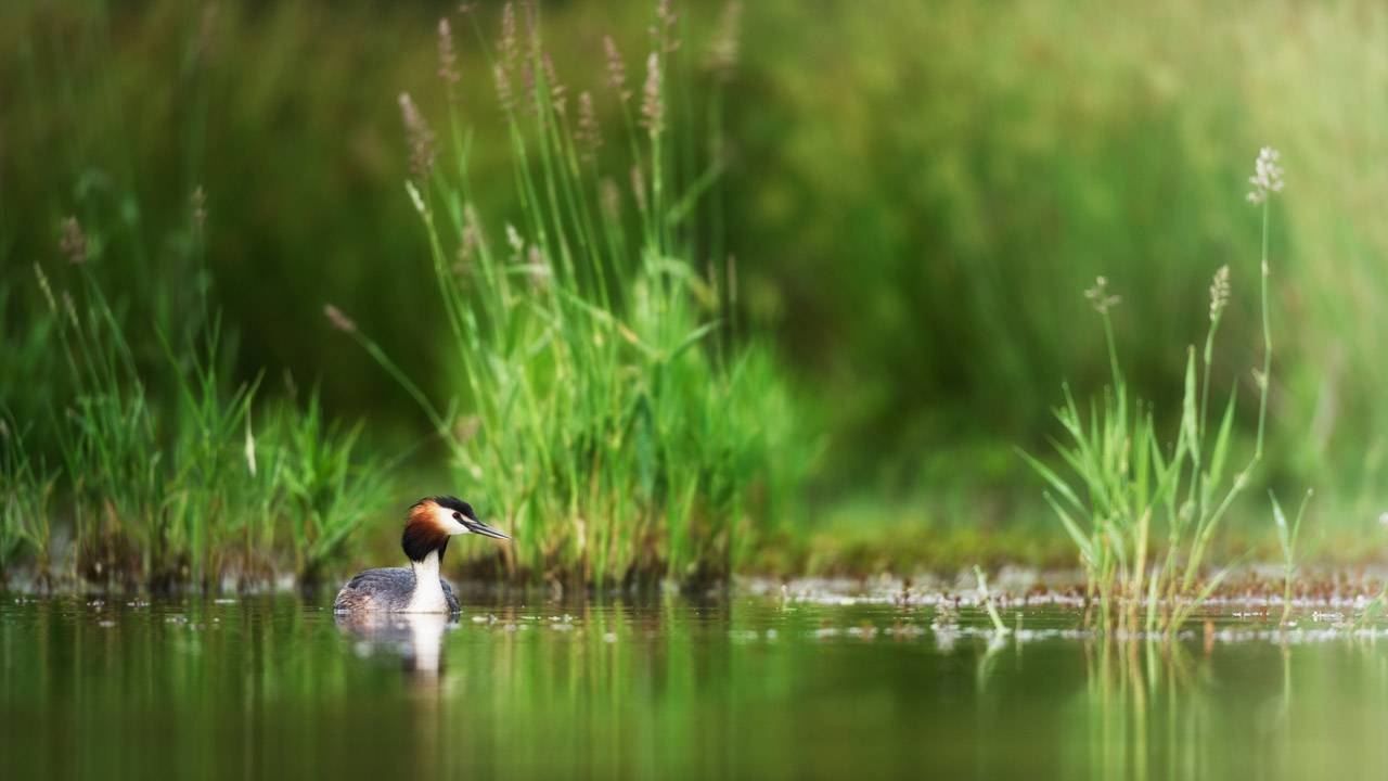 Grèbe huppé sur un étang en Dombes. Photo par Amar Guillen, photographe.
