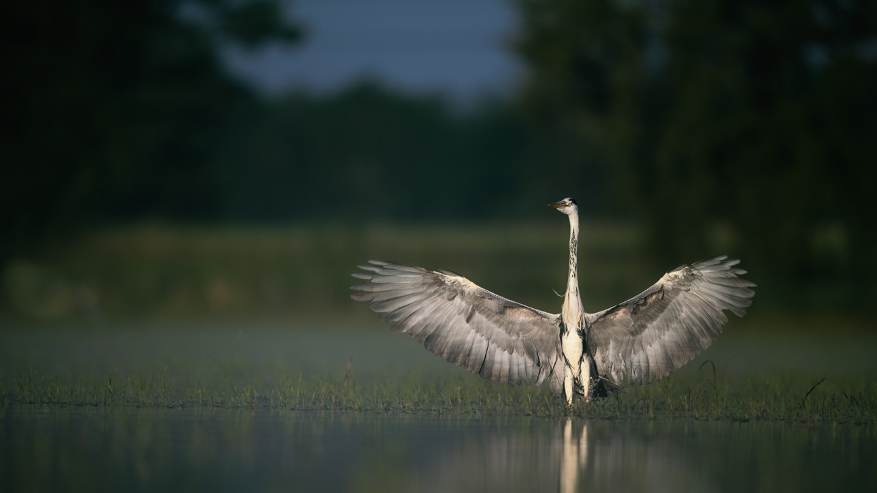 Héron cendré avec ses ailes déployées sur un étang en Dombes. Photo par Amar Guillen, photographe.