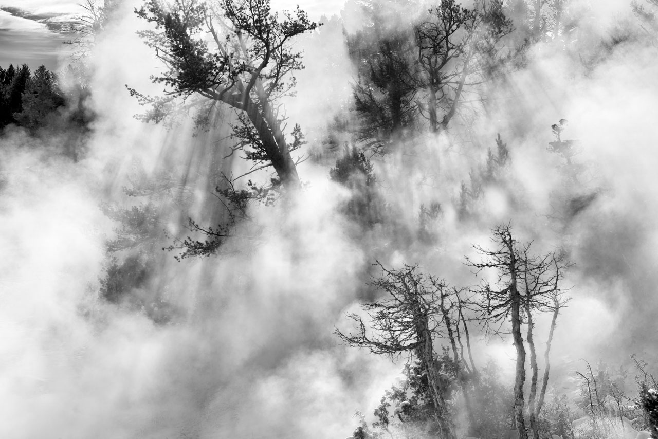 Jeux de lumière à travers le brouillard dans des arbres en hiver au Yellowstone aux Etats-Unis. Photo en noir et blanc par Amar Guillen.