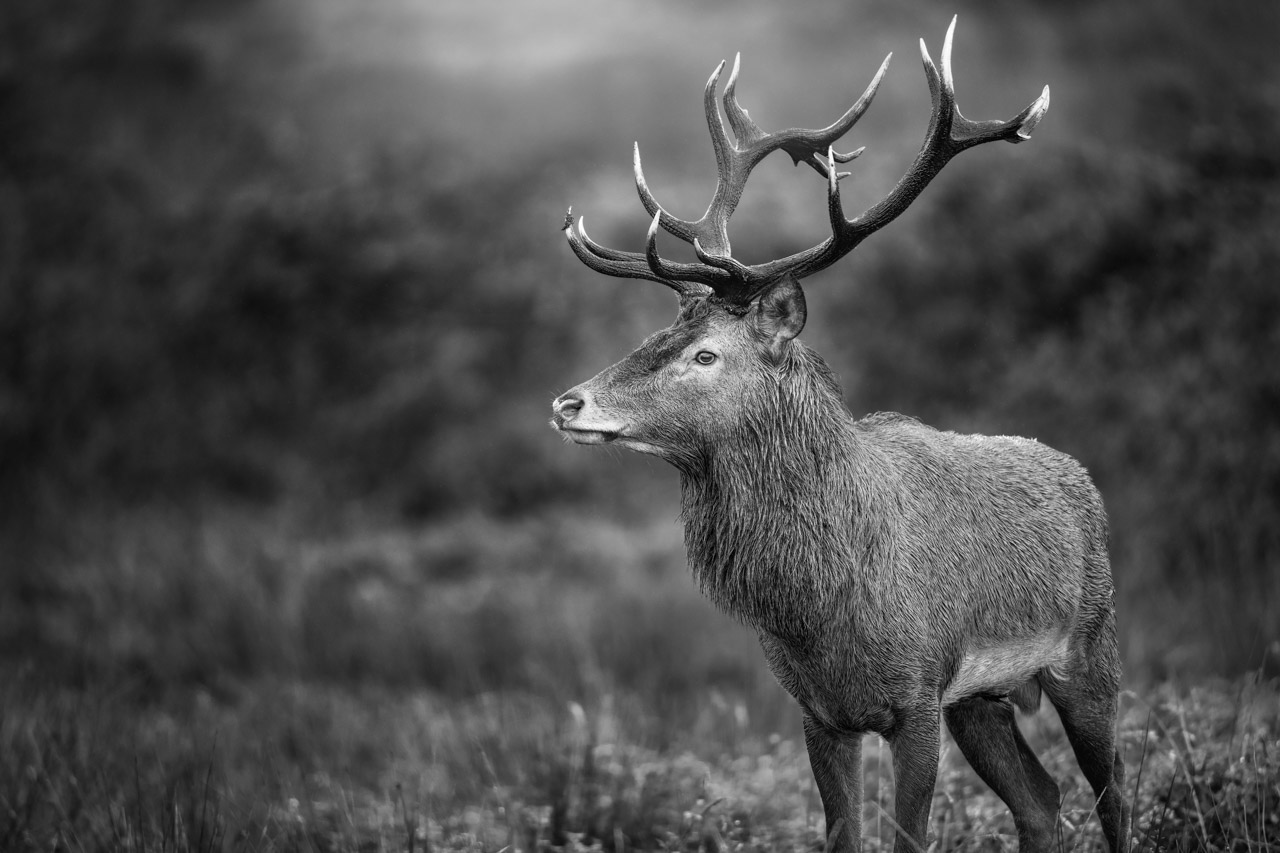 Cerf en bois sec pendant le brame du cerf. Photographie en noir et blanc par Amar Guillen, artiste photographe