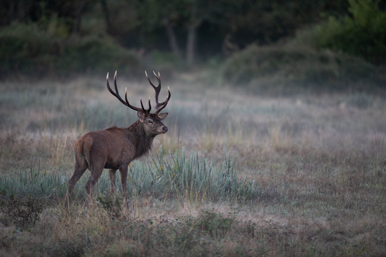 Photo brute d'un cerf en bois sec pendant le brame du cerf. Photo prise en Charente-Maritime.