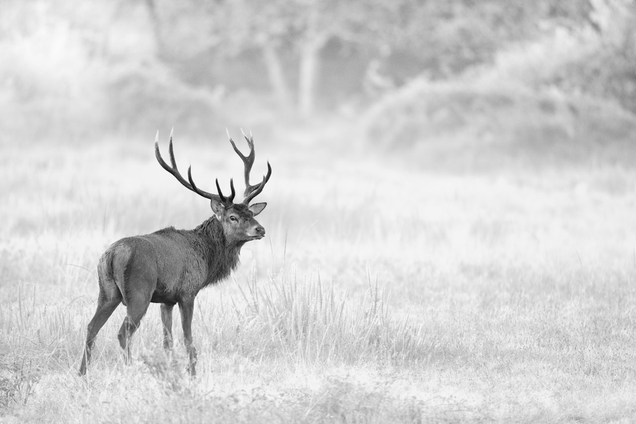 Photo développée en noir et blanc d'un cerf en bois sec pendant le brame du cerf. Photo prise en Charente-Maritime.