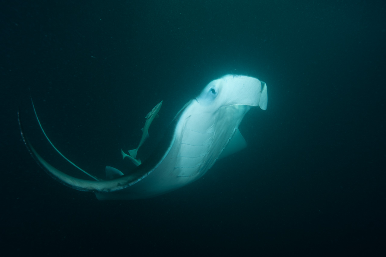 Photo brute d'une raie manta prise de nuit aux Maldives dans l'océan Indien.