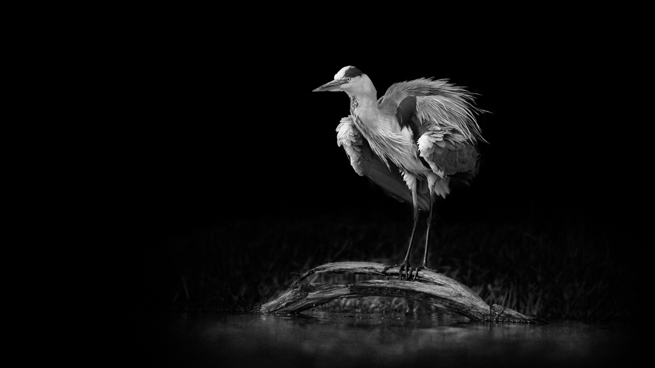 Un exemple de signature photographique. Un héron cendré s'ébrouant sur une branche dans un étang de la Dombes. Photo en noir et blanc par Amar Guillen.