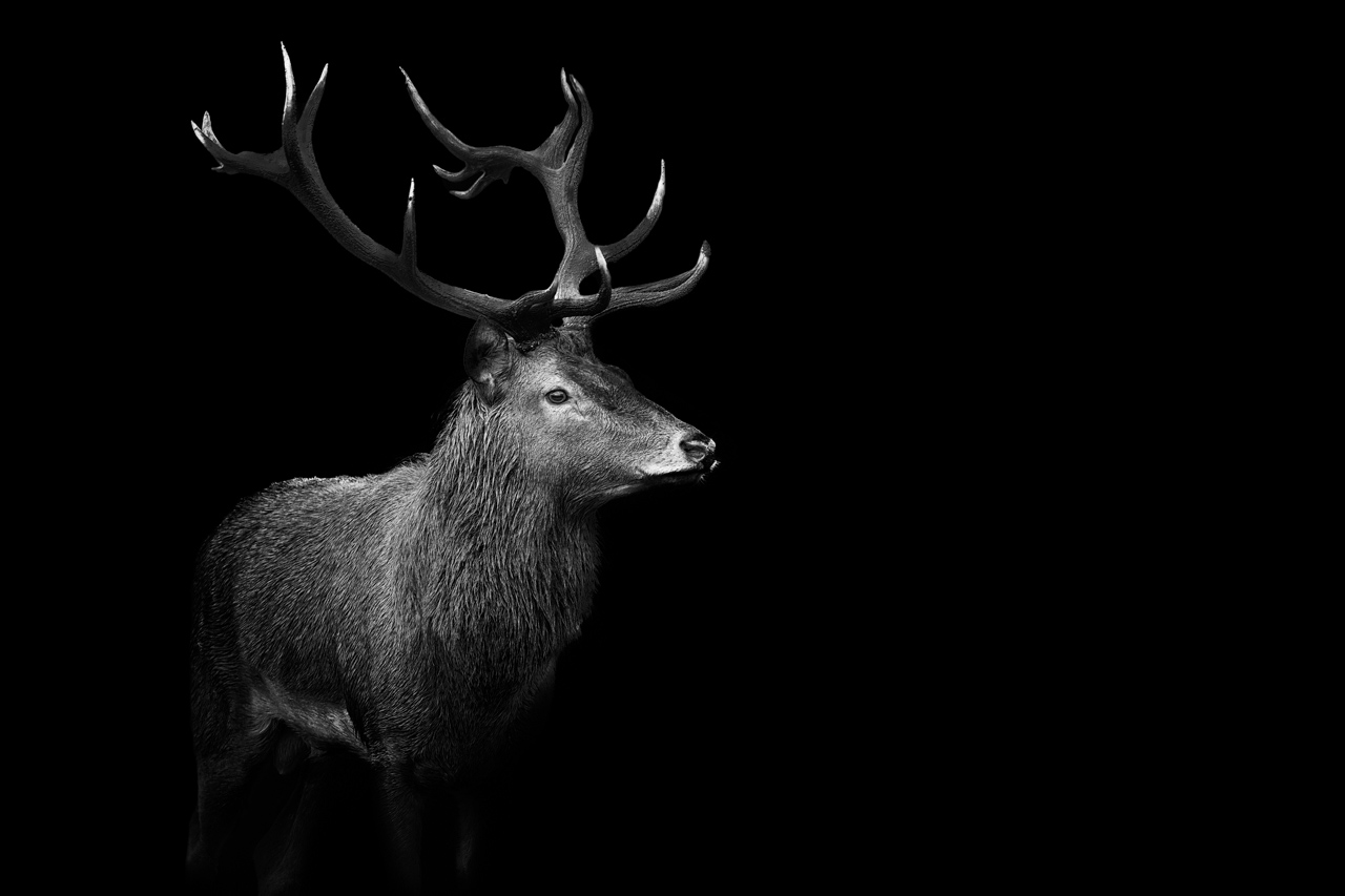 Un exemple de mon style 'Back to Black'. Cerf élaphe pendant le brame du cerf. Ce style s'intègre totalement dans ma démarche photographique. Photo en noir et blanc par Amar Guillen.