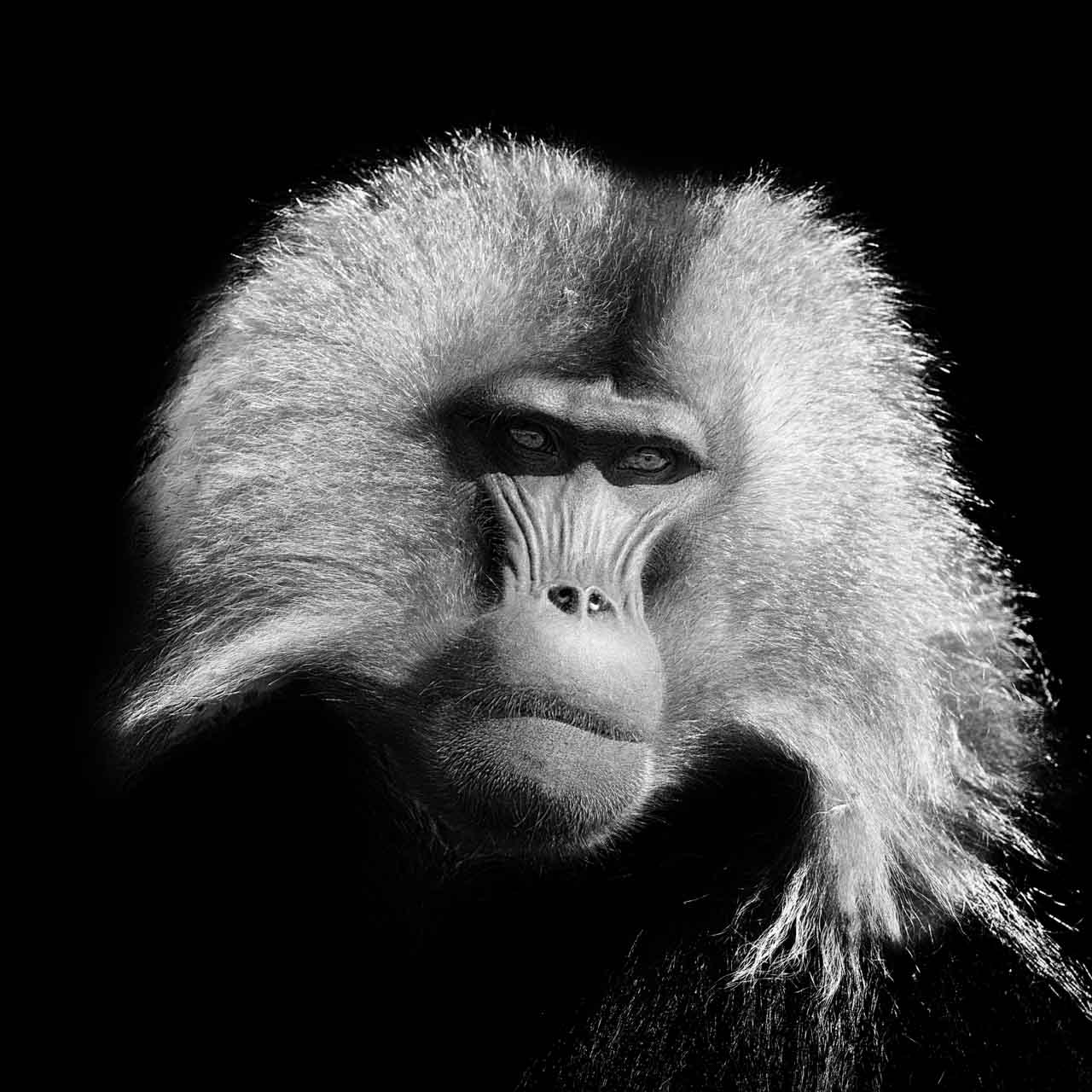 Un male gelada photographié en Ethiopie avec mon style 'back to black'. Photo en noir et blanc par Amar Guillen.