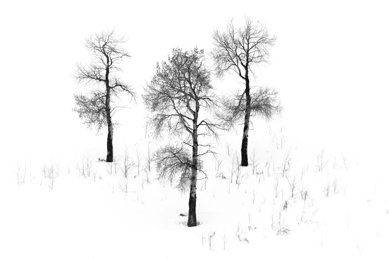 Exemple d'une photo isolante : arbres dans la neige