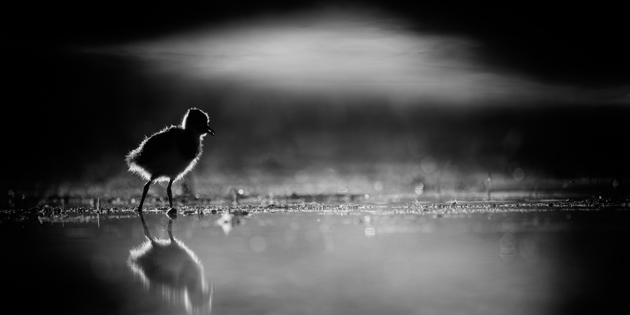 Une photo animalière animalière d'un poussin vanneau huppé photographié en contre-jour en Dombes. Photo en noir et blanc