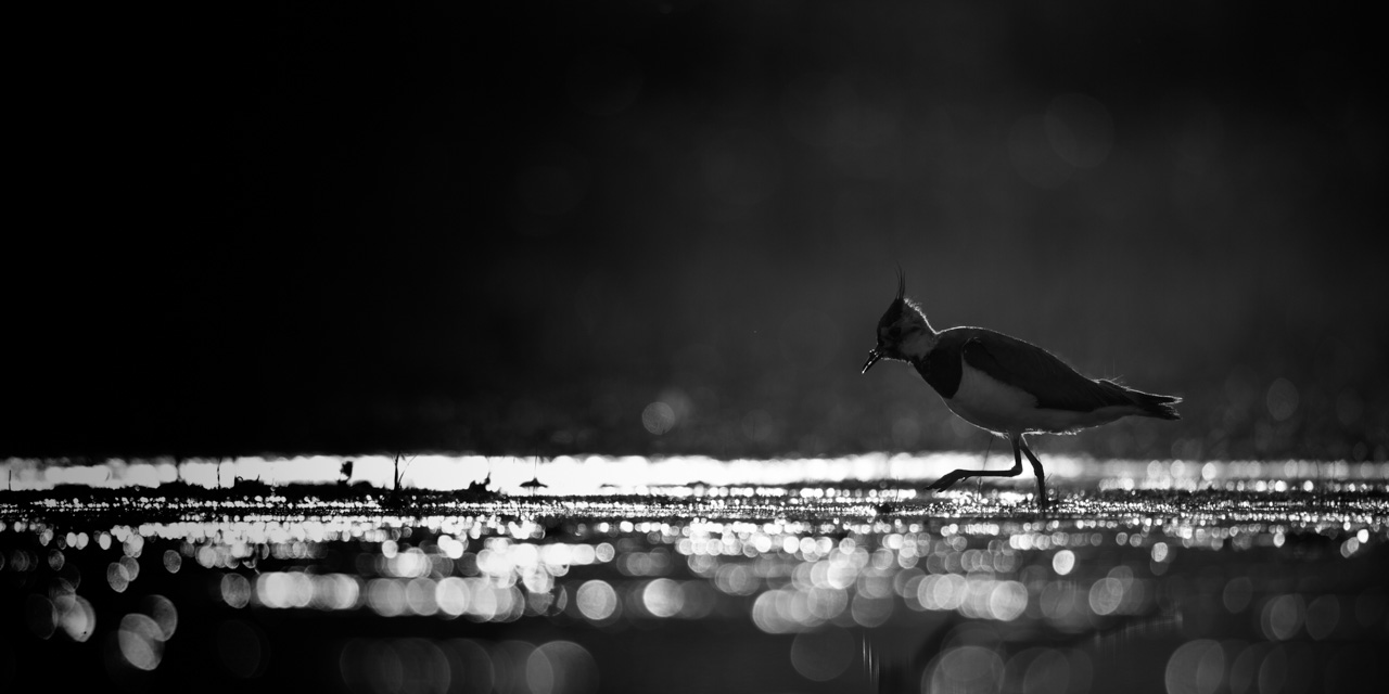 Un vanneau huppé en contre-jour sur un étang de la Dombes. Photo par Amar Guillen.