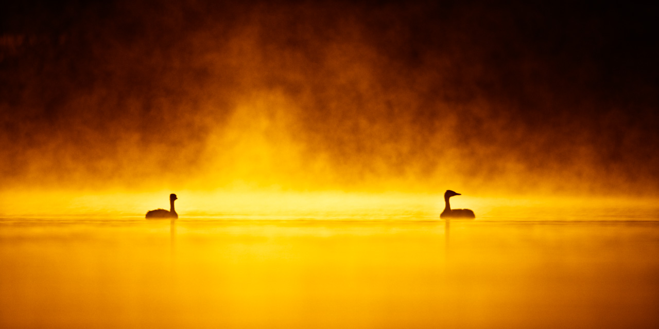 Photo en couleur de 2 grèbes huppés dans le brouillard lors d'un lever de soleil en Dombes.