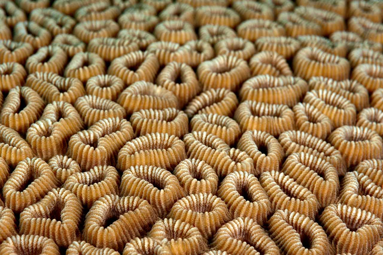 Photo of a colony of coral in Maldives to illustrate the 6th principle of art: the rythm. Photo by Amar Guillen.