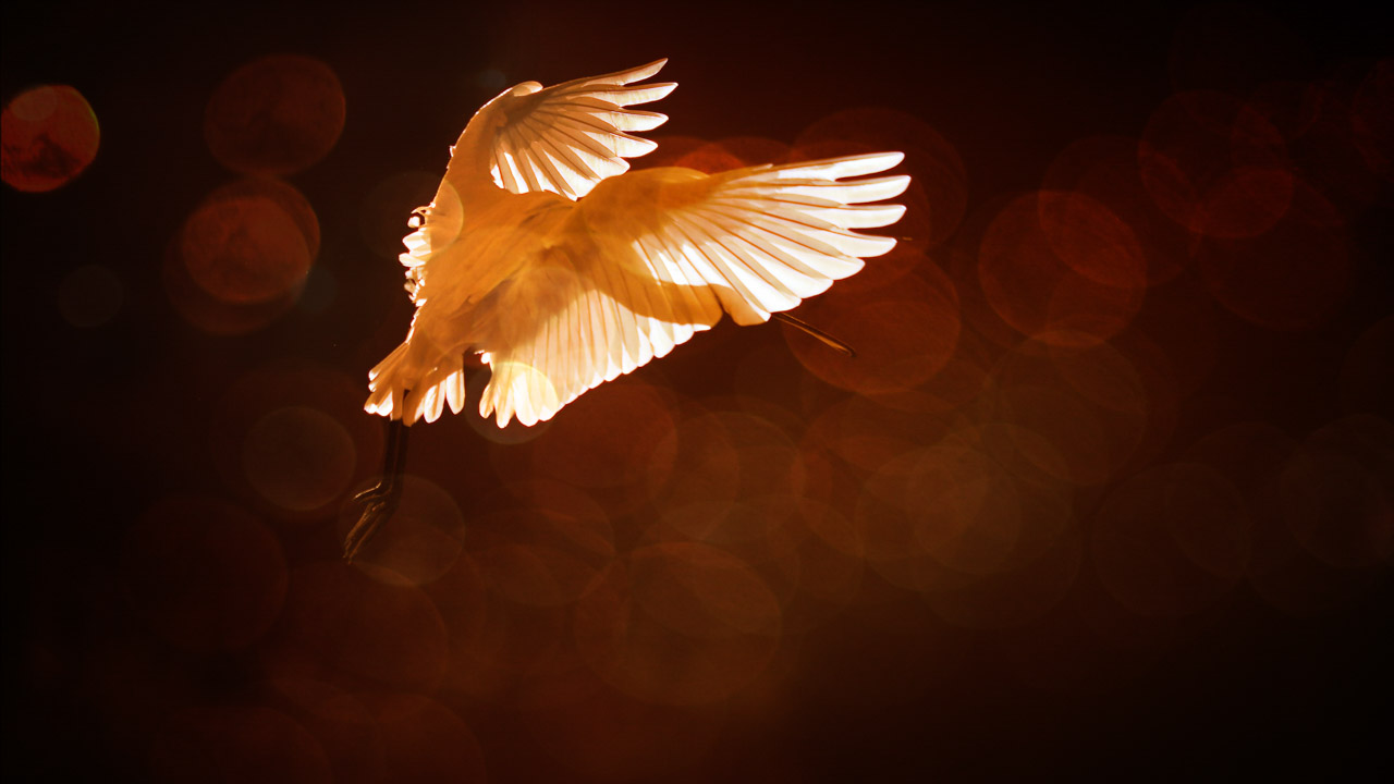 The negative space around this white spoonbill photographed in la Dombes against the light is made up of sparkling bokeh reflections.