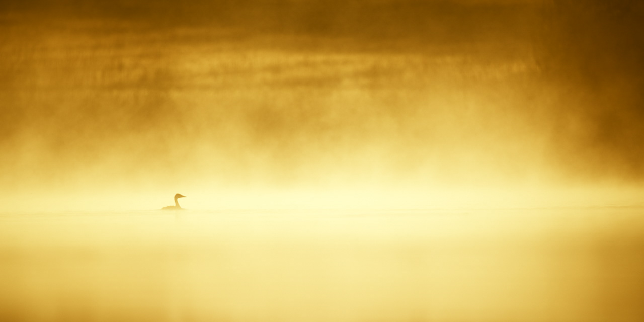 This great crested grebe photographed in the morning mist in La Dombes is a good photo by my standards.