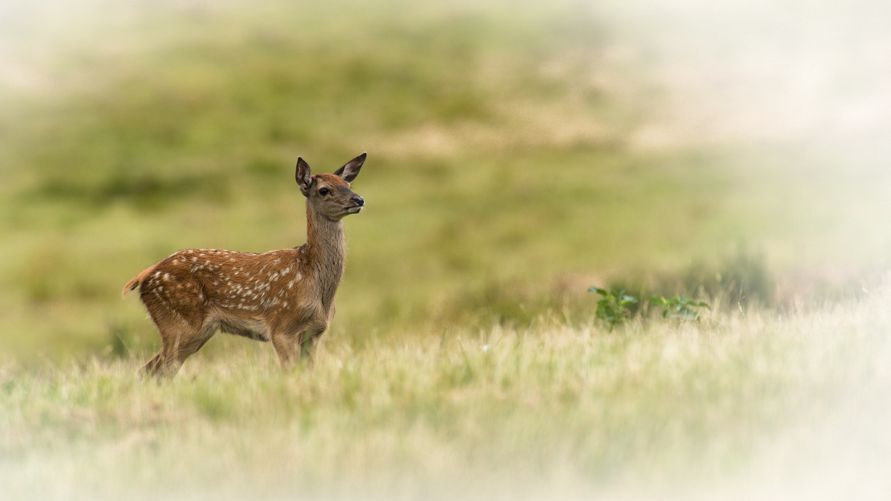 A fawn stands alone in a meadow. The mother, the doe, is not far away.