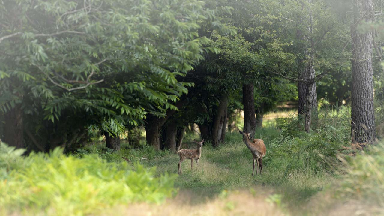 A doe in an undergrowth with her fawn. The doe seems to talk to her fawn.