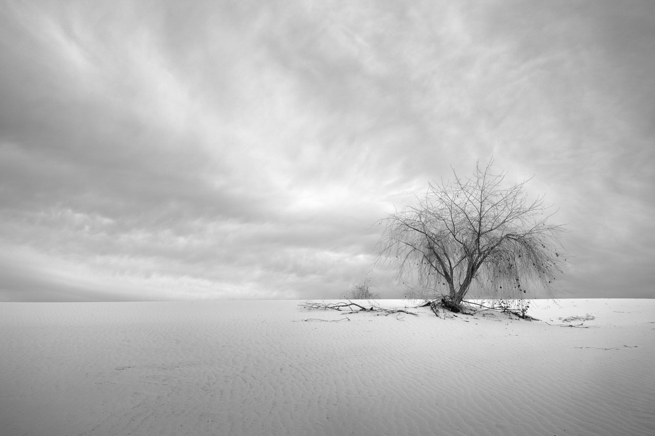 Black and white photo of a tree in White Sand Dunes national park in New Mexico.