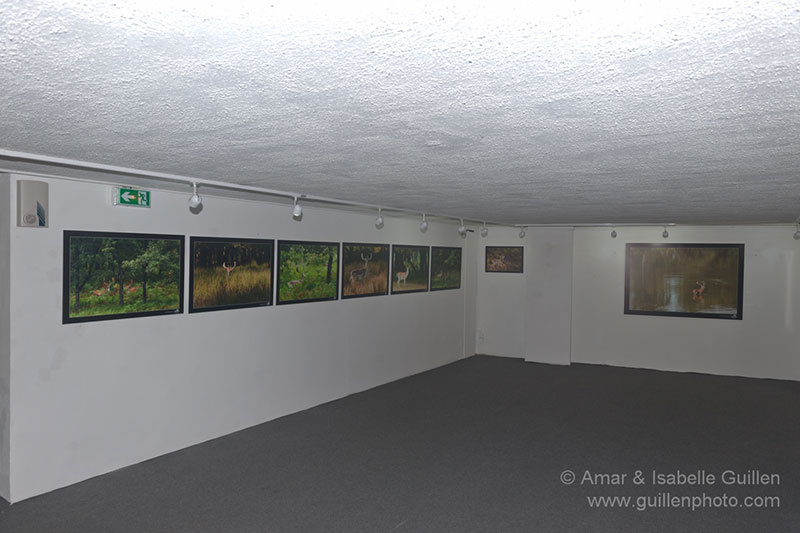 Wildlife photo exhibition 'The Lords of the forests of Charente-Maritime'