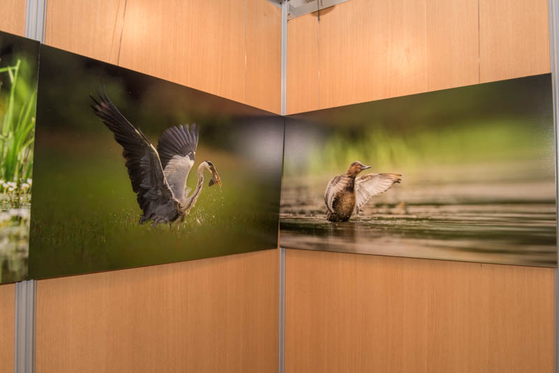 L'exposition 'Ambiances sur les étangs de la Dombes' a été installée durant le festival international de nature de Montier en Der en novembre 2017.