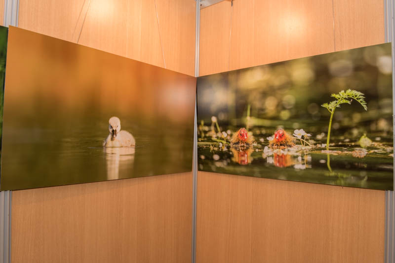 L'exposition 'Ambiances sur les étangs de la Dombes' a été installée durant le festival international de nature de Montier en Der en novembre 2017.
