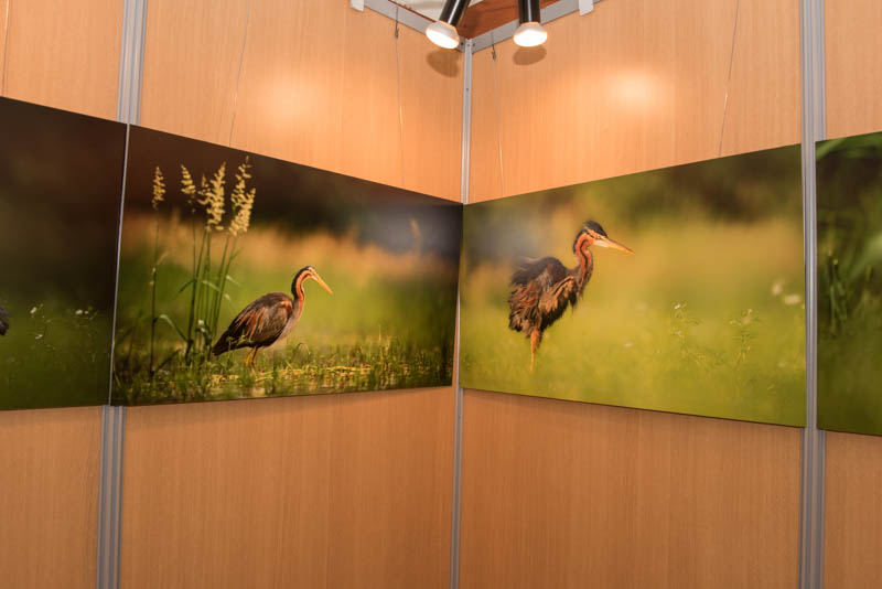 L'exposition 'Ambiances sur les étangs de la Dombes' a été installée durant le festival international de nature de Montier en Der en novembre 2017.