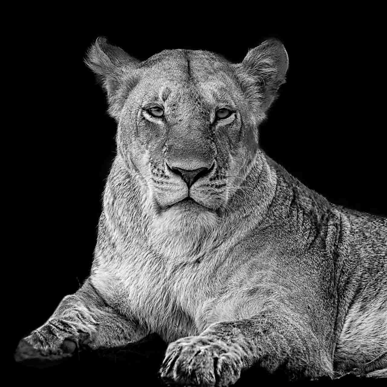 Wildlife Fine Art Photos 'Wild Animals of Kenya' in Back to Black Style Wildlife Fine Art Photos 'Wild Animals of Kenya' in Back to Black Style