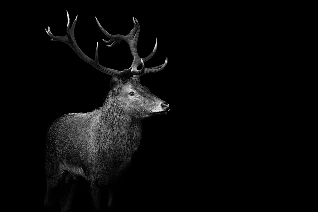 Cerf éléphe en France dans le style photo back to black. Photographie par Amar Guillen, artiste photographe.