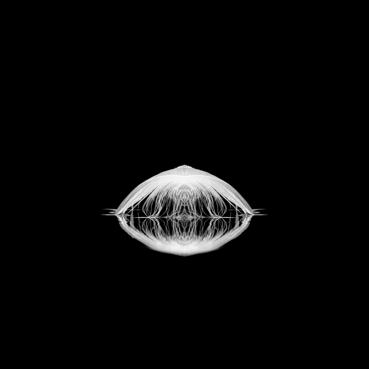 Plume à la surface d'un étang dans le style photo back to black. Photographie par Amar Guillen, artiste photographe.