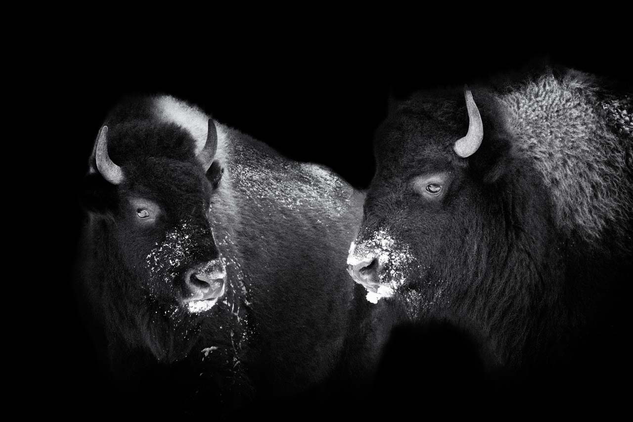 Bisons du Yellowstone dans le style photo back to black. Photographie en noir et blanc par Amar Guillen, artiste photographe.