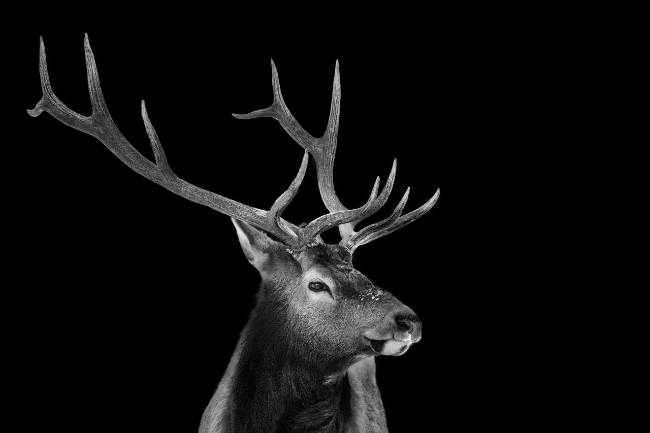 Elks in the Yellowstone in United States. Photograph in black and white in the style black to black by Amar Guillen, photographer artist.