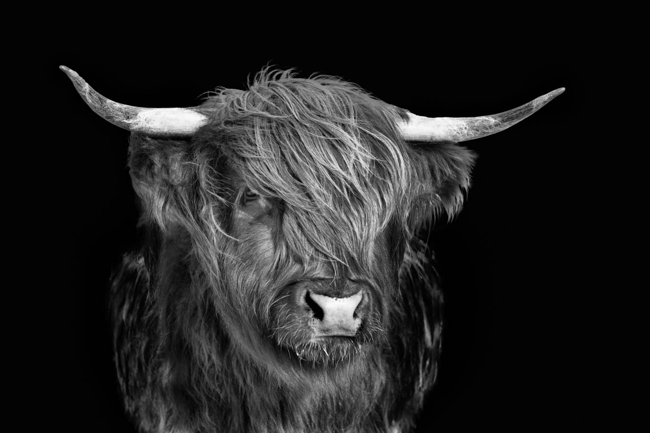 Portrait d'une vache Highland sur l'île de Skye en Ecosse. Photographie d'art en noir et blanc par Amar Guillen, artiste photographe.