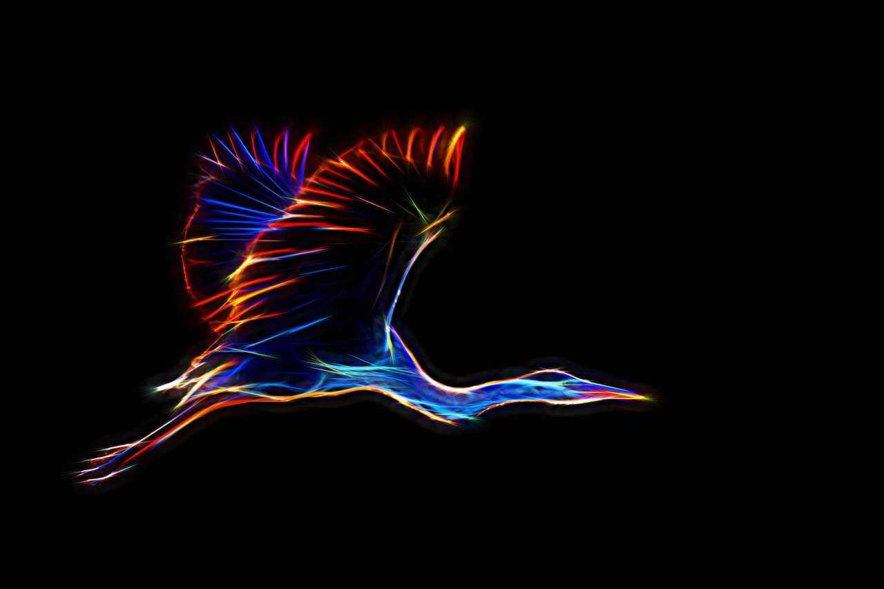 Grey heron flying over a pond in La Dombes in France. Photograph in the style fusion by Amar Guillen, photographer artist.