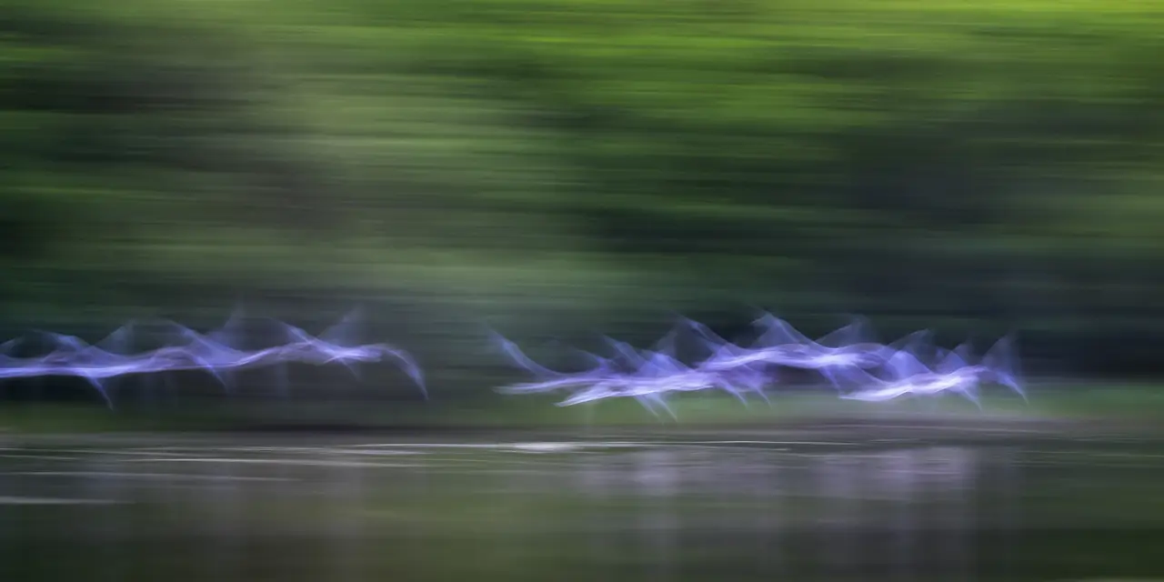 Flock of birds flying over a pond in la Dombes in France. Fine art Photograph in Impression style by Amar Guillen, photographer artist.