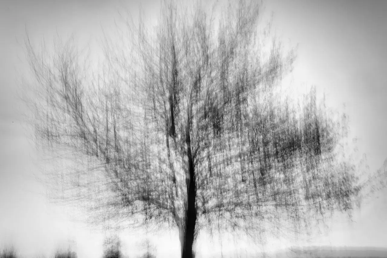 Photo abstraite d'un arbre photographié de manière flou. Photographie d'art en noir et blanc par Amar Guillen, artiste photographe.