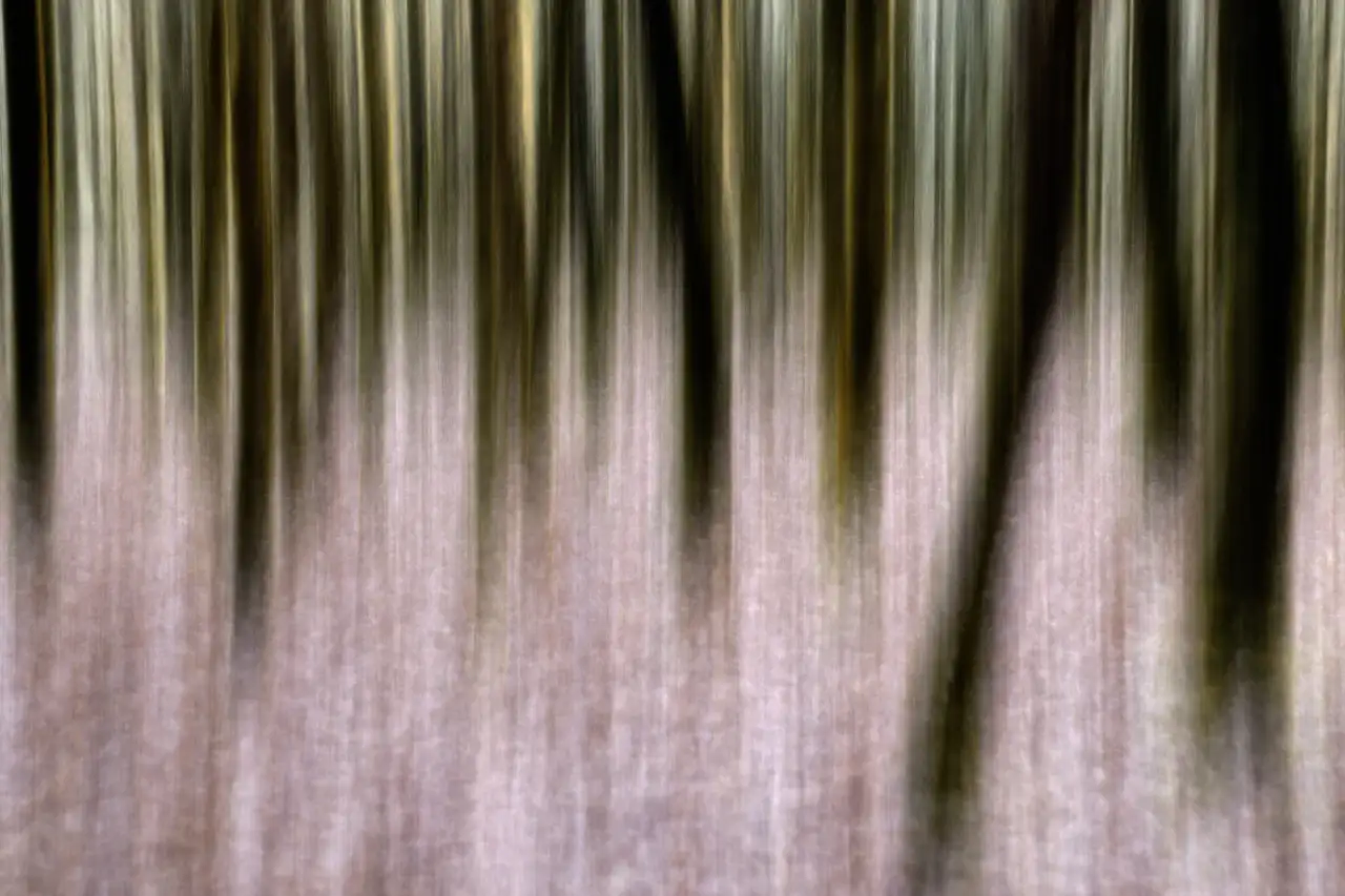 Abstract fine art photo of an underwoord in Haute-Saintonge in Charente-Maritime, France. Fine art Photograph in color by Amar Guillen, photographer artist.