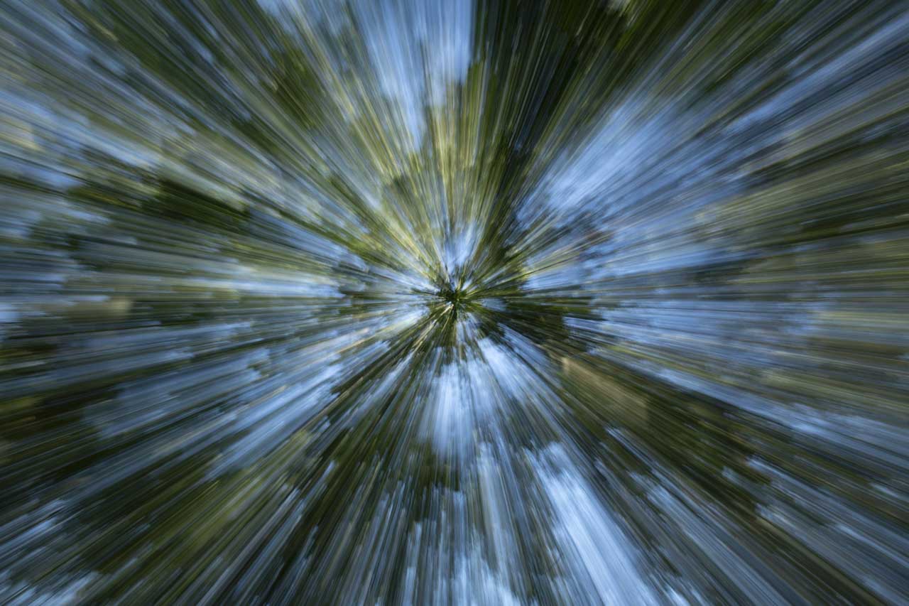 Undergrowth creatively photographed with zooming as a tribute to the film 'Back to the Future'. Fine art Photograph in black and white by Amar Guillen, photographer artist.