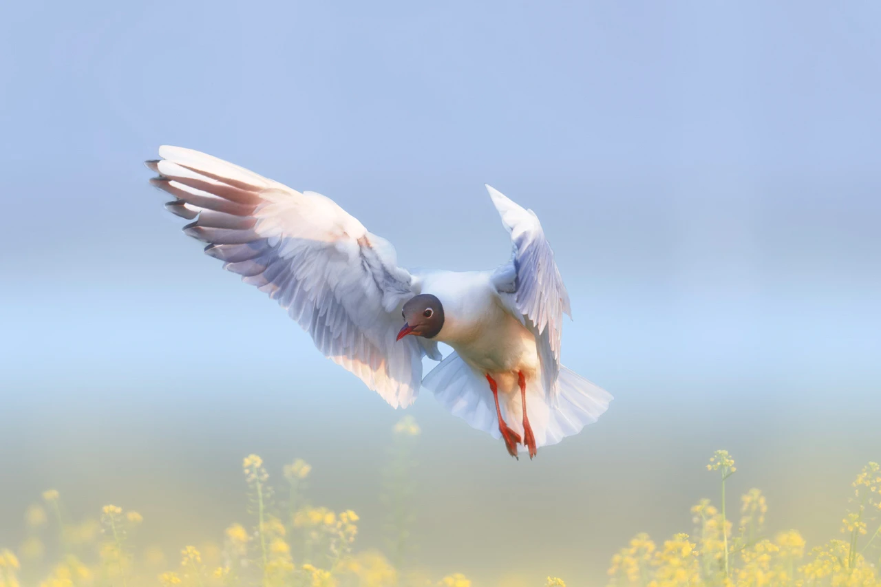 Black-headed gull flying over a pond in la Dombes in France in pastel tones. Fine art Photograph in color by Amar Guillen, photographer artist.