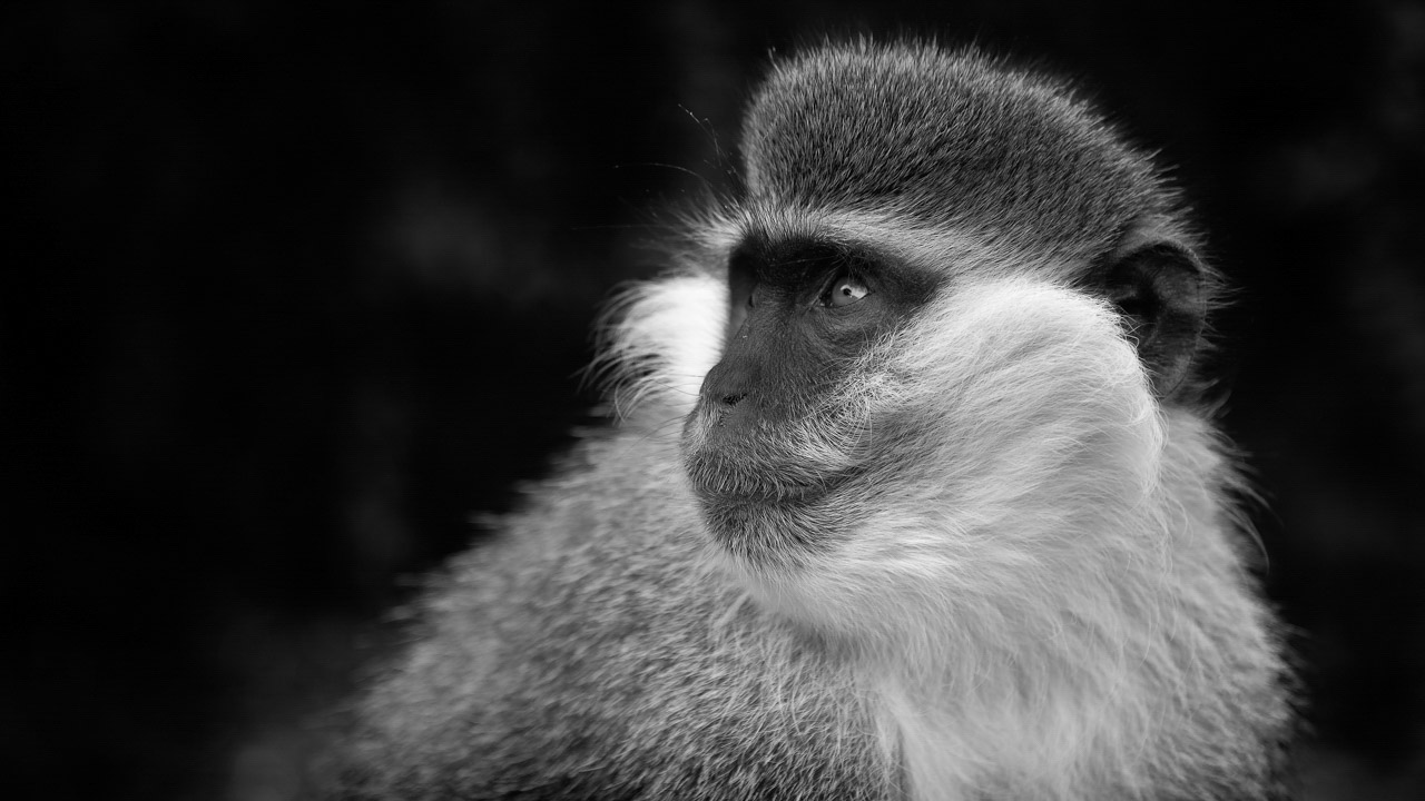 Vervet monkey in Ethiopia. Photograph by Amar Guillen, photographer artist.