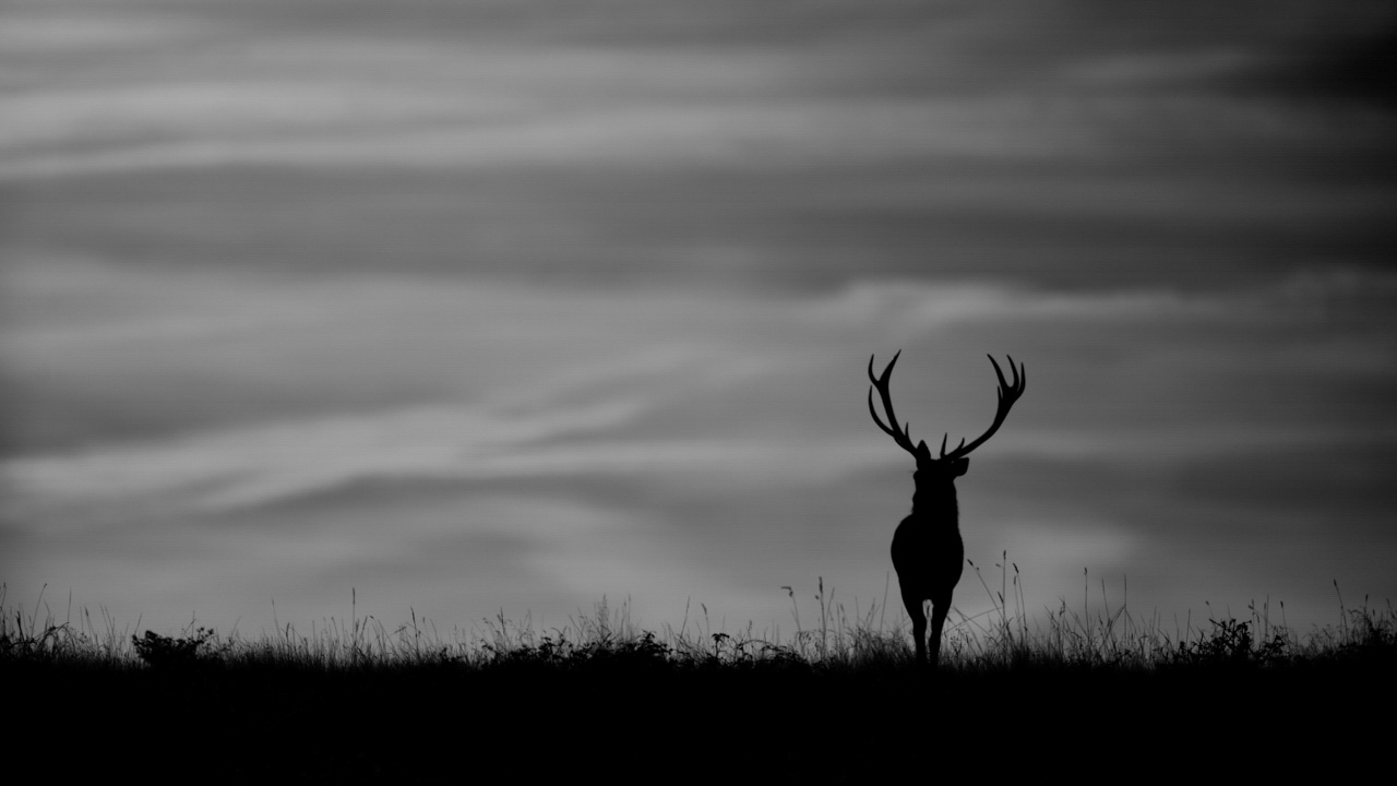 Silhouettes de cerfs dans la nature en Charente-Maritime. Photographie par Amar Guillen, artiste photographe..