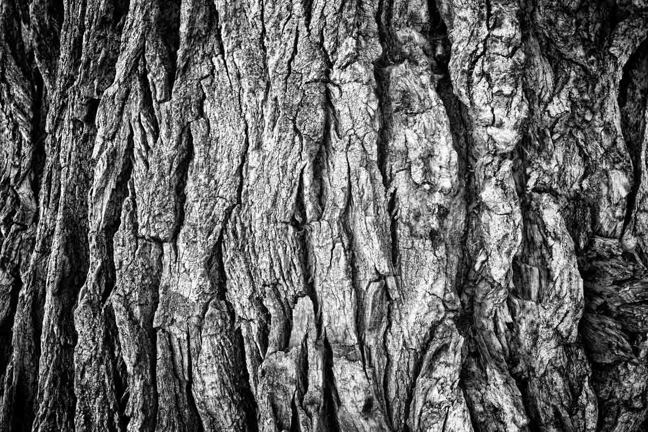 Ecorce d'un arbre peuplier de Californie à Capitol Reef dans l'Utah. Photographie en noir et blanc par Amar Guillen, artiste photographe.