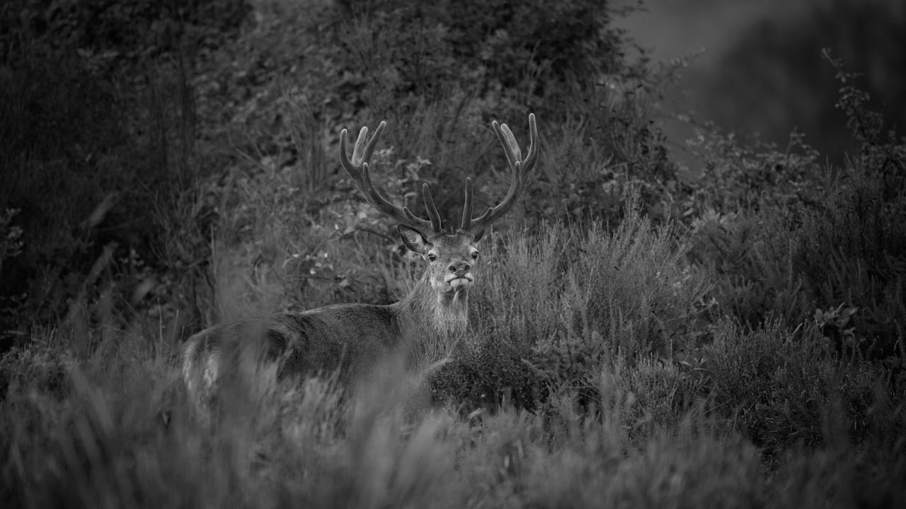 Un cerf en bois de velours en France en noir et blanc. Photographie par Amar Guillen, artiste photographe.