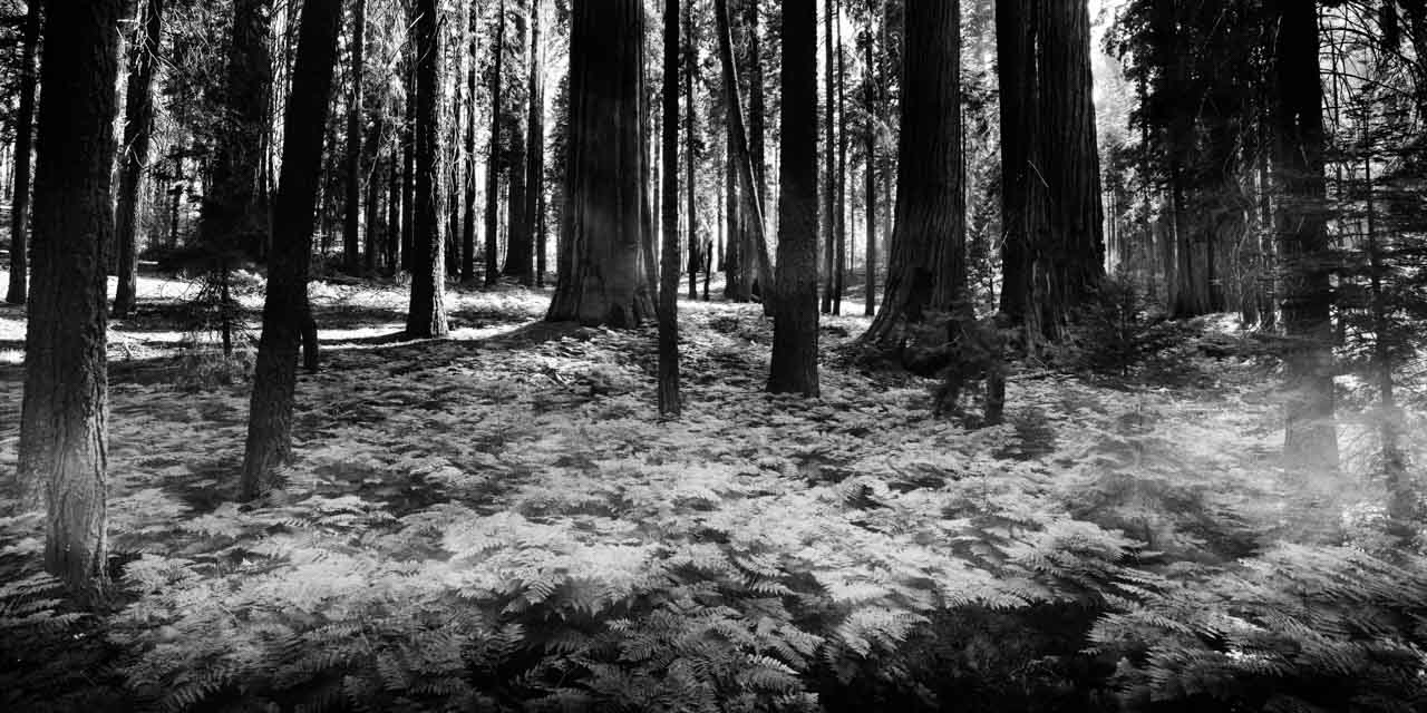 Paysage du parc national de Sequoia dans l'état de la Californie aux Etats-Unis. Photographie d'art en noir et blanc par Amar Guillen, artiste photographe.