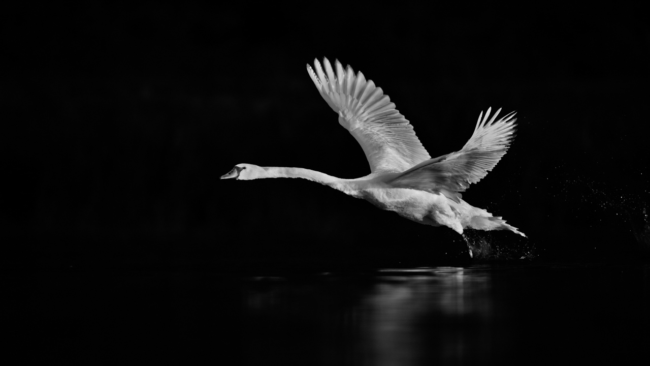 Cygne tuberculé prenant son envol sur un étang de la Dombes en France. Photographie d'art en noir et blanc par Amar Guillen, artiste photographe.