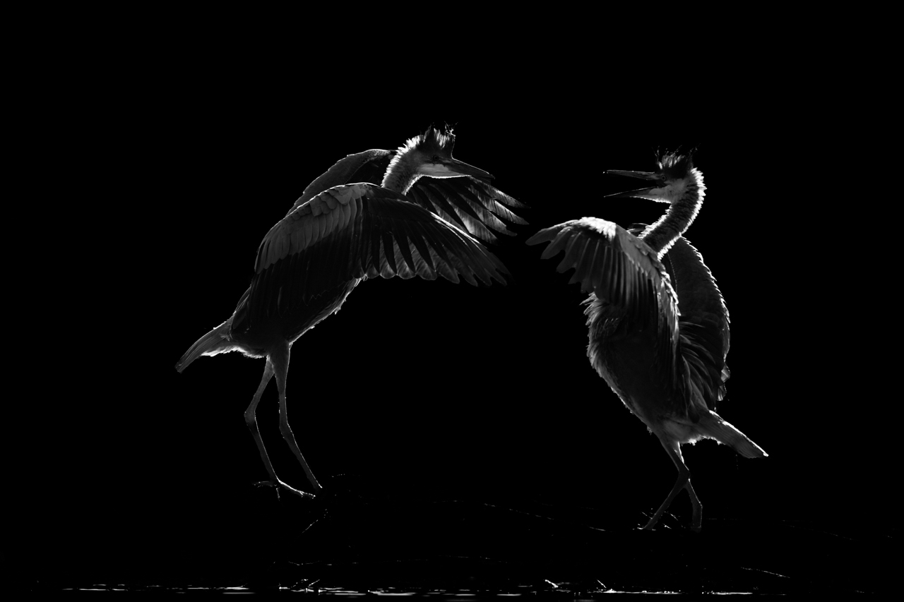 Combat entre deux hérons en contre-jour sur un étang de la Dombes. Photographie d'art en noir et blanc par Amar Guillen, artiste photographe.
