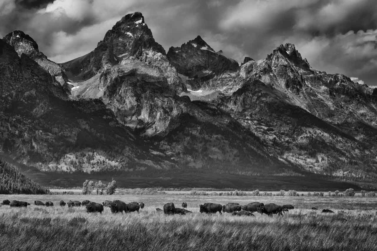 Bisons dans une prairie avec le Grand Teton au Wyoming en arrière-plan. Photographie d'art en noir et blanc par Amar Guillen, artiste photographe.