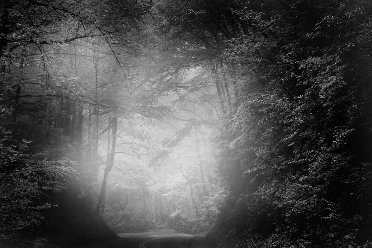 paysage d'un sous-bois en noir et blanc dans les Smoky Mountains dans le Tennessee. Photographie d'art en noir et blanc par Amar Guillen, artiste photographe.